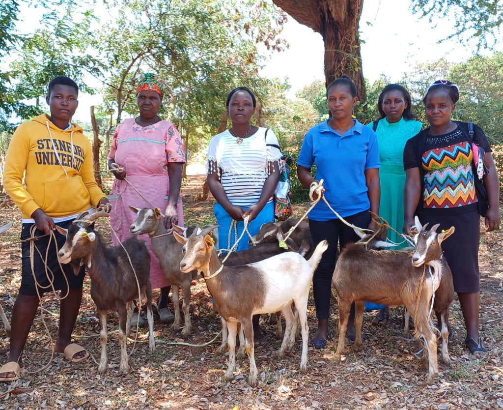 Dairy goats Tunyai 2