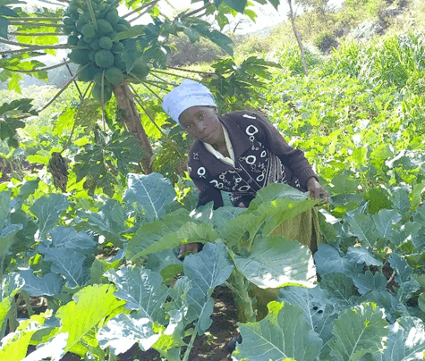 Supporting Agribusiness